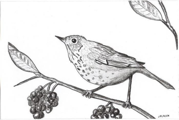 Bird 01 - Joshua Placek - Cliquer pour afficher en grand