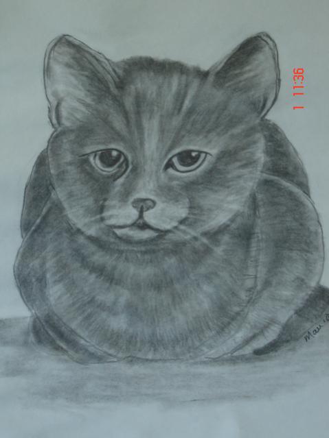 Cat I - Maureen Blakeley