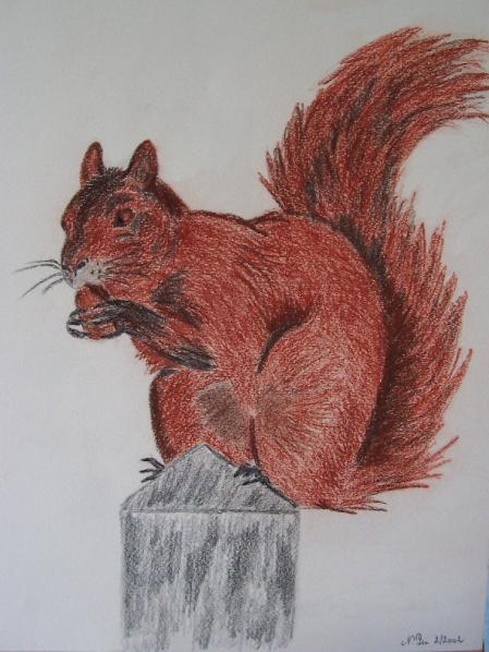 Animaux : Un Ecureuil - Nicole Pin