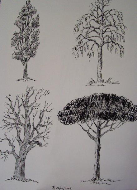 Végétation : Forme des Arbres - Nicole Pin
