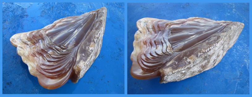 Fruits de mer - Jean-Luc Cloux - Click to enlarge