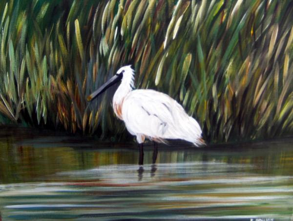 L'oiseau dans les marais en Baie de Somme - Roselyne Halluin - Cliquer pour afficher en grand