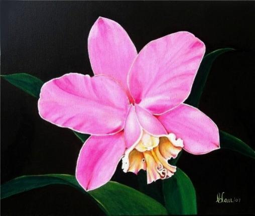 Cattleya - Loddigesii - Orchid - Carlos Lau
