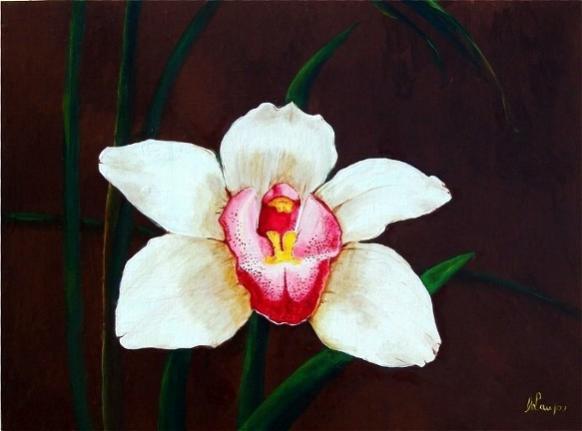 White & Pink - Cynbidium -  Orchid - Carlos Lau - Click to enlarge