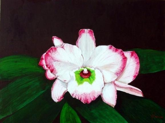 White & Fuchsia  - Dendrobium - Orchid - Carlos Lau - Cliquer pour afficher en grand