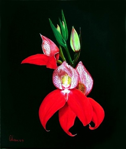 Disa Uniflora -  Orchids - Carlos Lau
