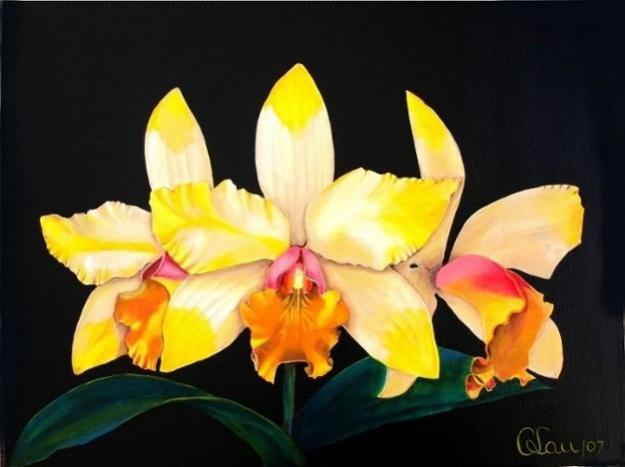 Heart of Gold - Cattleya Hybrid Orchid - Carlos Lau - Cliquer pour afficher en grand