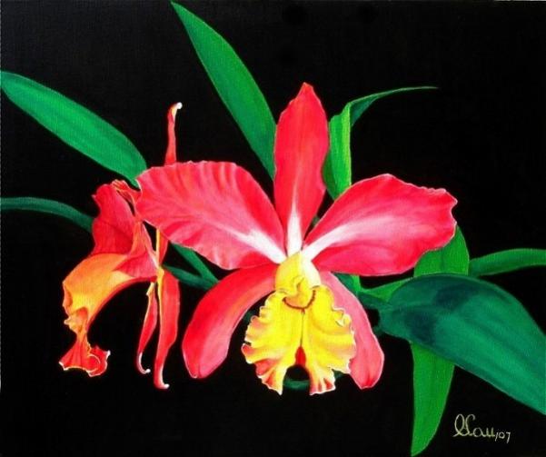Laelia Stradivarius - Orchids - Carlos Lau - Cliquer pour afficher en grand