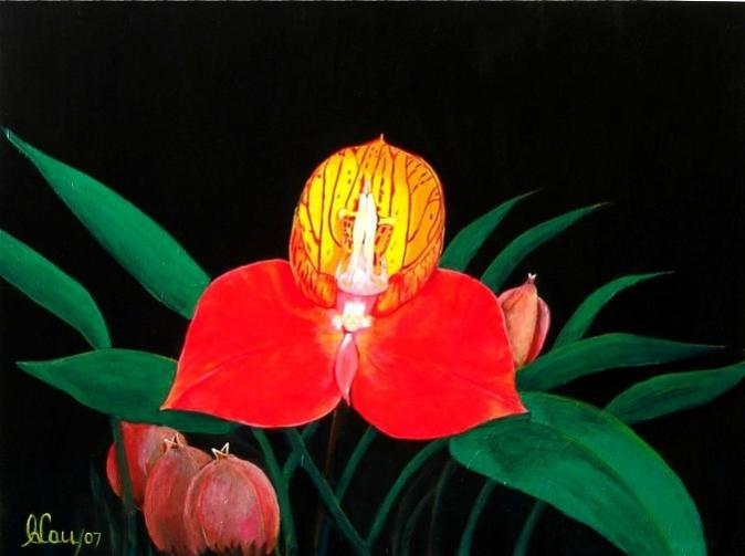 Red & Yellow - Disa Uniflora - Orchid - Carlos Lau - Click to enlarge