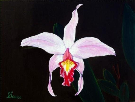 Lilac & Coral Pink - Laelia -  Orchid - Carlos Lau