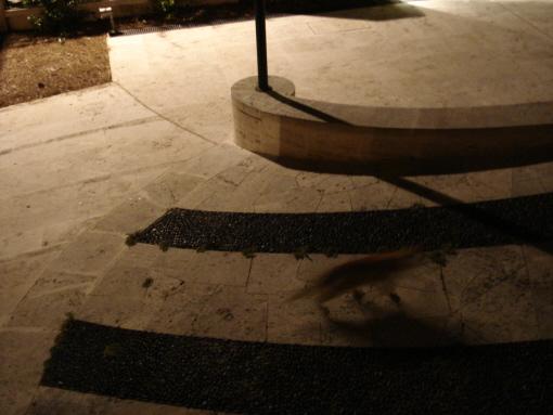 passage du chat - Archibald Michiels