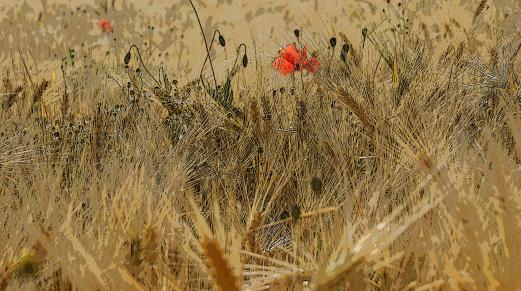 blé et coquelicots - Jean-Pierre Pollaert