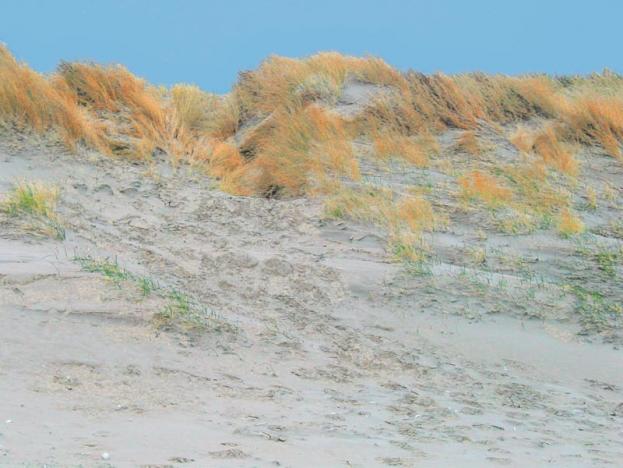 dans les dunes au Touquet - Jean-Pierre Pollaert - Cliquer pour afficher en grand