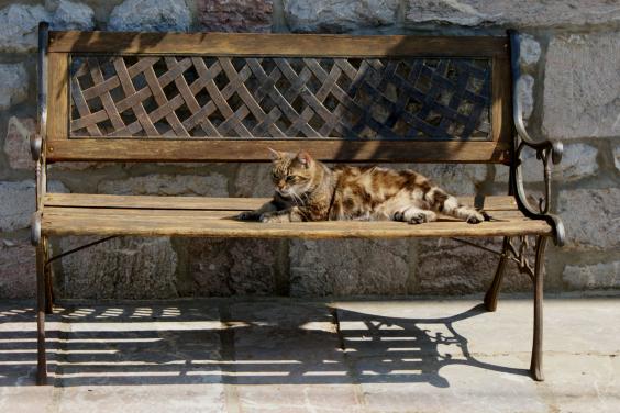 chat sur un banc - Jean-Pierre Pollaert