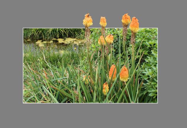 trop grandes fleurs - Jean-Pierre Pollaert - Click to enlarge
