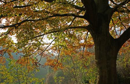 automne - Jean-Pierre Pollaert