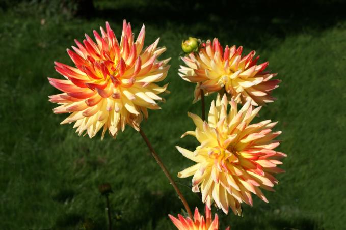 dahlias - Jean-Pierre Pollaert - Cliquer pour afficher en grand