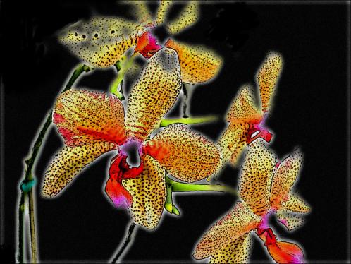 orchidées - Jean-Pierre Pollaert