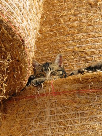 Le CHAT - Marteen Olivier Vigroux
