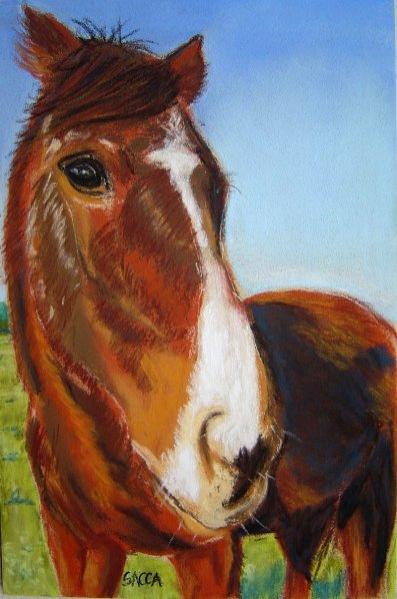 cheval1 - Sacca