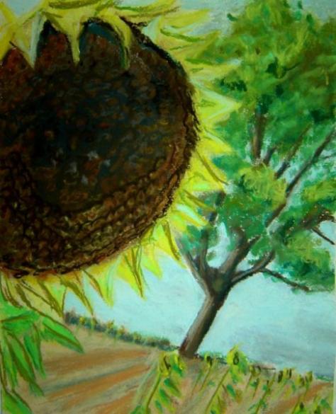 TOURNESOLS - Sacca