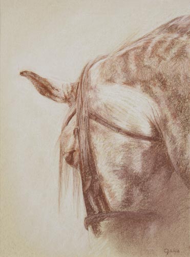 Tête cheval gris - Bénédicte Gelé