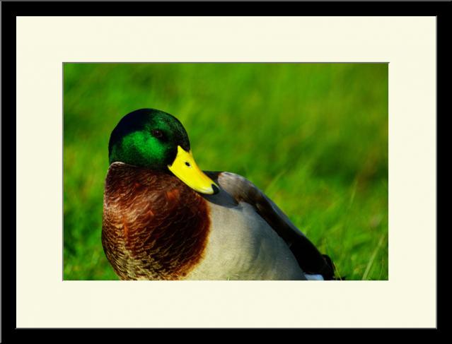 Casting pour un colvert - Grégory Foulon - Cliquer pour afficher en grand