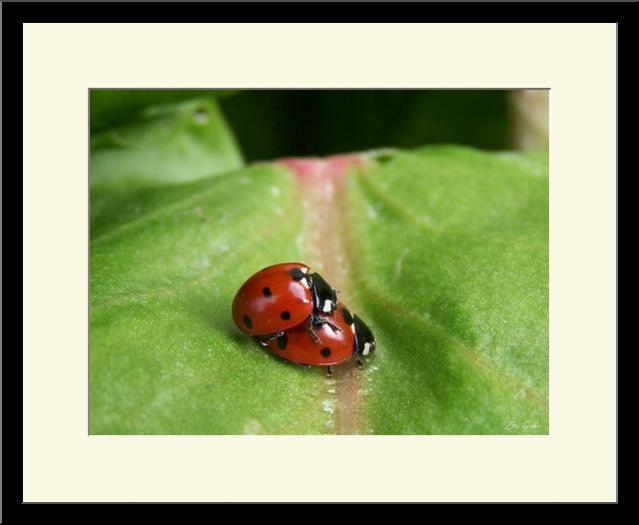 Amour de coccinelles - Grégory Foulon - Cliquer pour afficher en grand