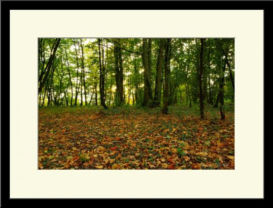 Automne 3 - Grégory Foulon