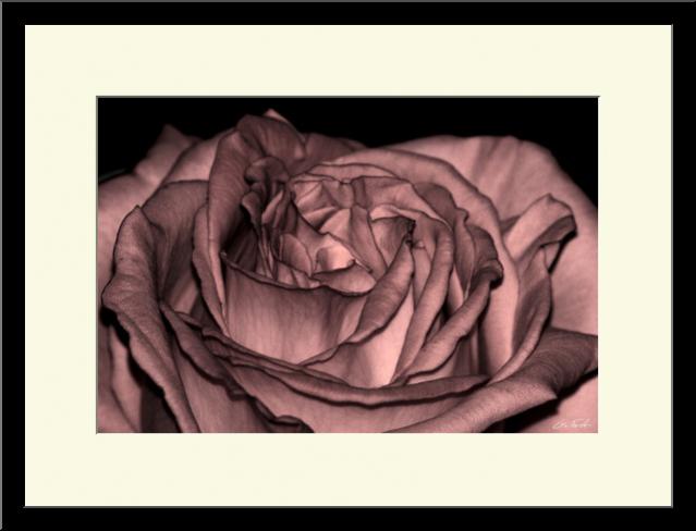 Coeur de rose - Grégory Foulon - Cliquer pour afficher en grand