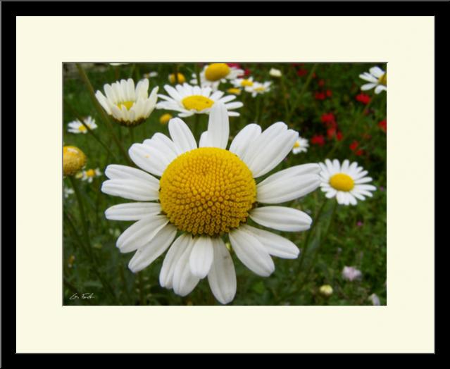 Marguerite 2 - Grégory Foulon - Cliquer pour afficher en grand