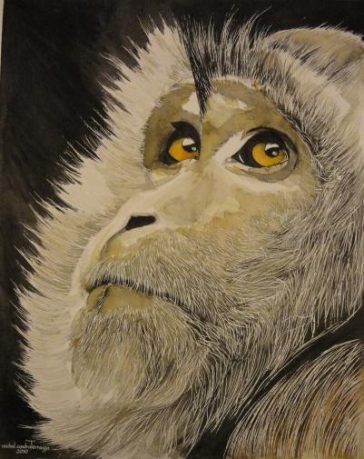 MACAQUE - Michel Cendra-Terrassa