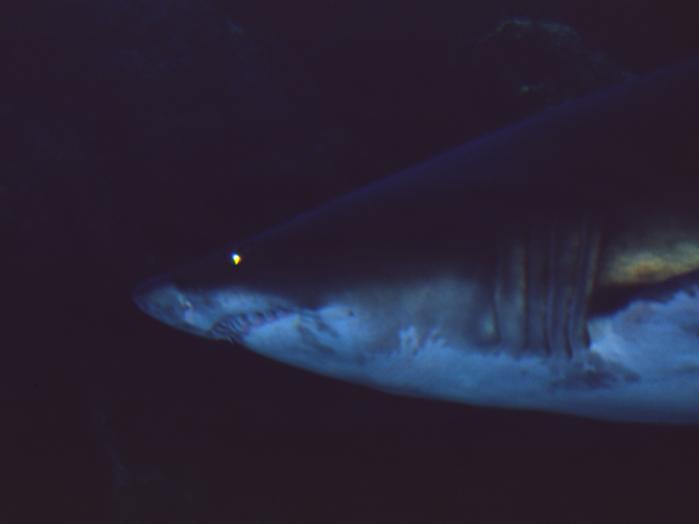 requin - Thierry Martins de Barros - Cliquer pour afficher en grand