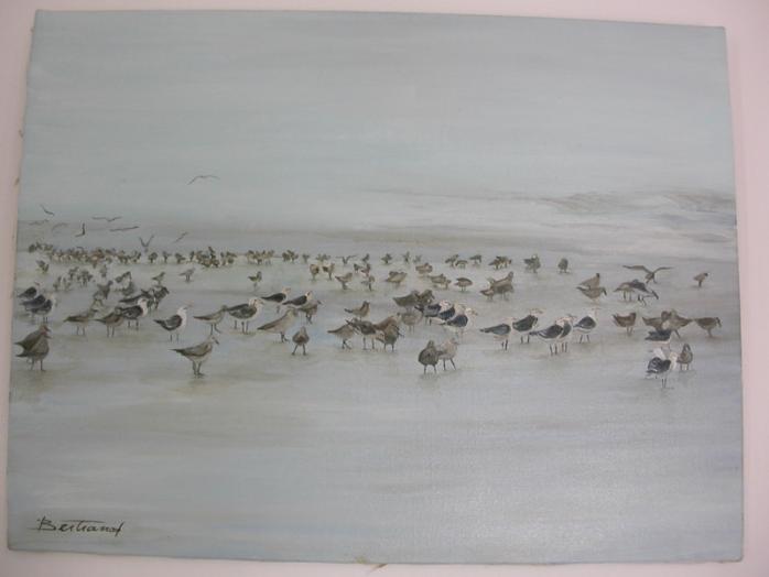 mouettes et goelands - Bertrand Lataste - Click to enlarge