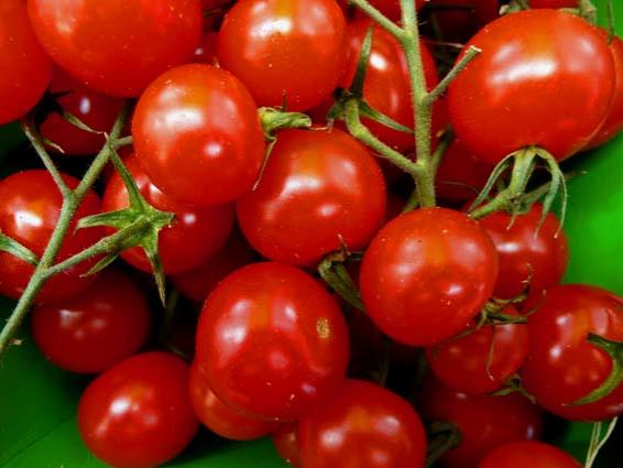 Les tomates cerise - Fluorit