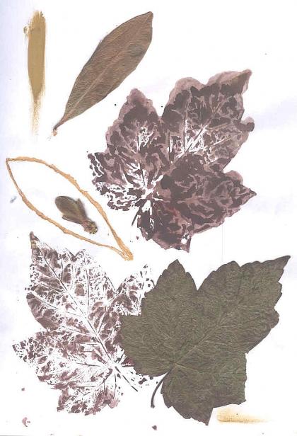 GOLDEN LEAVES - Joakim Paz