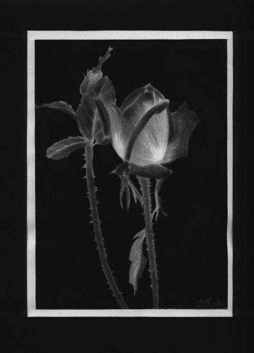 Rose au fusain - Delphine Kacki