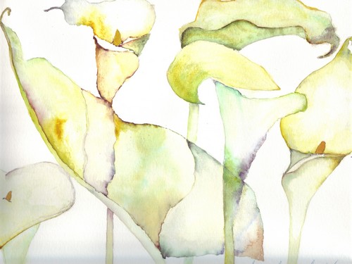 Arums - Luc Torreele