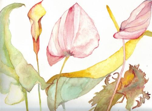 Anthuriums & Calla - Luc Torreele