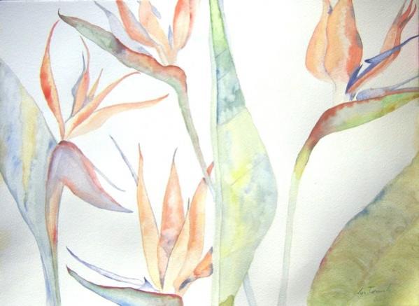 Strelitzias - Luc Torreele - Click to enlarge