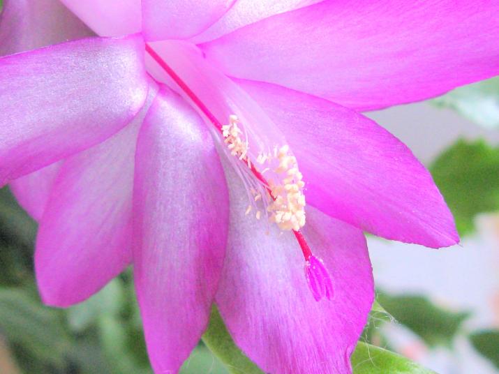 Christmas cactus - Olga Osi - Click to enlarge