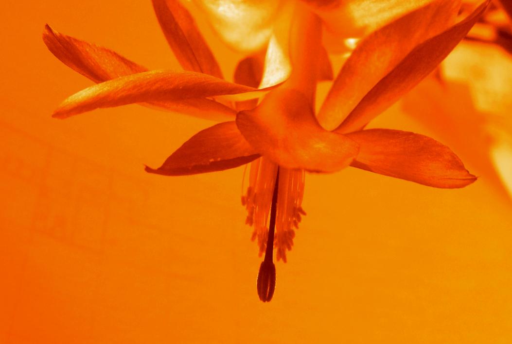 Orange mood - Olga Osi - Cliquer pour afficher en grand