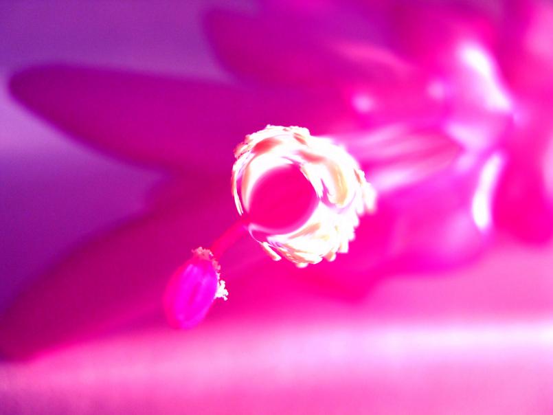Pink - Olga Osi - Click to enlarge