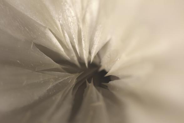 Artichoke 12 - Francine Pauly - Cliquer pour afficher en grand