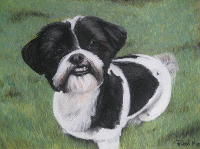 Shih Tzu - Nancy Robert - Cliquer pour afficher en grand