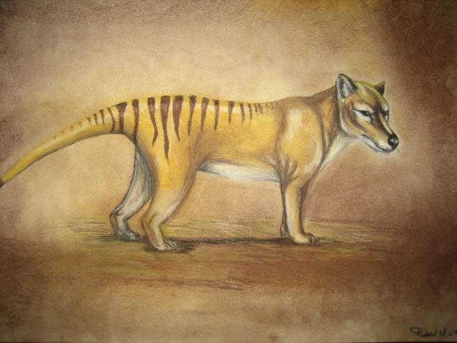 Thylacine - Nancy Robert - Cliquer pour afficher en grand