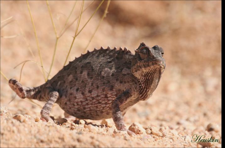 caméléon 2 - Stéphanie Heuskin - Cliquer pour afficher en grand