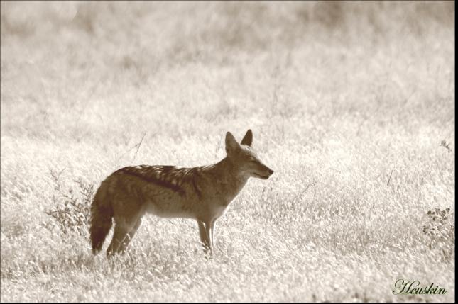 Chacal - Stéphanie Heuskin - Click to enlarge