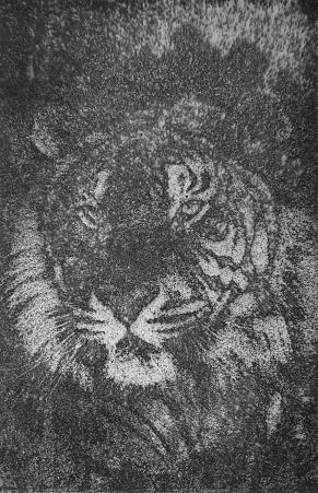 tigre - Hervé Sachy