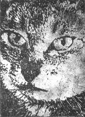 chat - Hervé Sachy